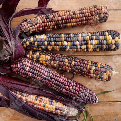 Picture of Sweet Corn Fiesta
